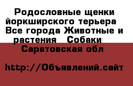 Родословные щенки йоркширского терьера - Все города Животные и растения » Собаки   . Саратовская обл.